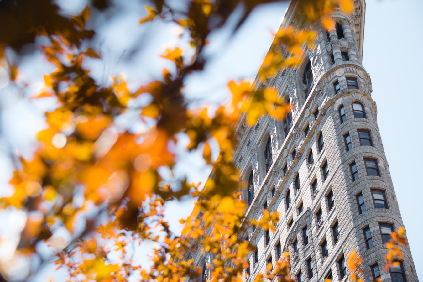 Flatiron building in New York City framed by a branch of fall leaves in the foreground